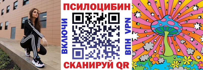 Купить  Бородино  Галлюциногенные грибы Psilocybe 